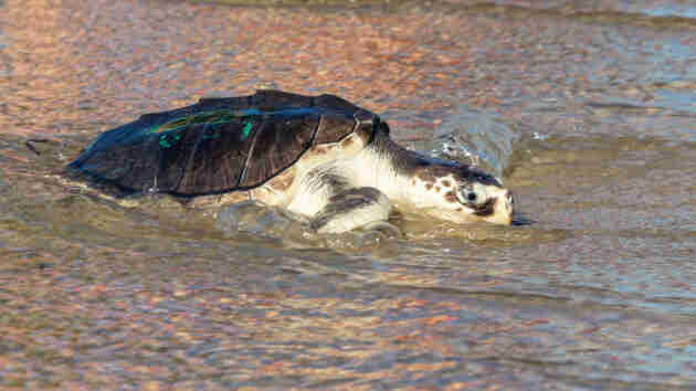 How cold weather can impact animals in the South - WEIS | Local & Area News, Sports, & Weather - Vimarsana News