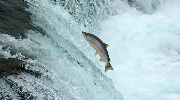 EPA vetoes controversial Alaska mining project in effort to protect salmon population - WEIS - Vimarsana News