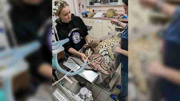 Wild cat in care at the Cincinnati Zoo after testing positive for cocaine - WEIS | Local & Area News, Sports, & Weather - Vimarsana News