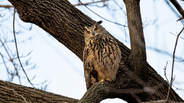 Flaco, the escaped Central Park Zoo owl, dies - WEIS | Local & Area News, Sports, & Weather
