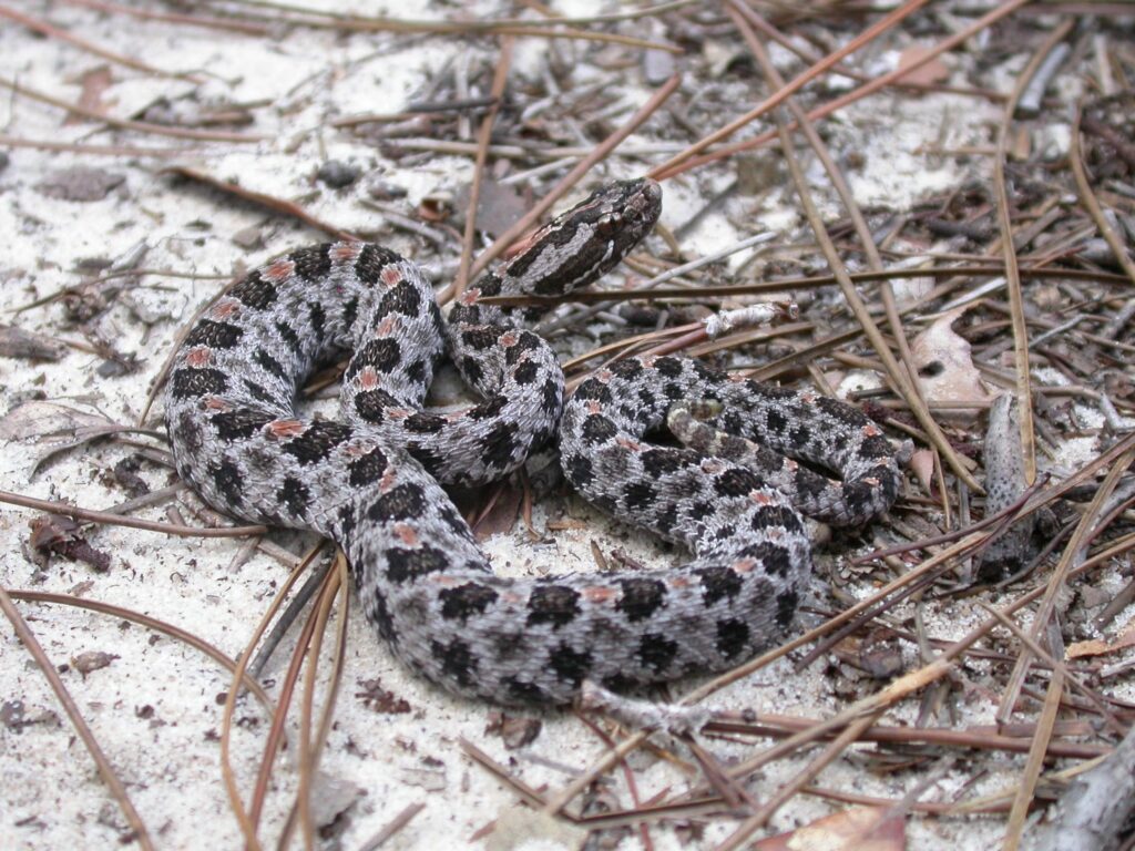 Pygmy Rattlesnake 