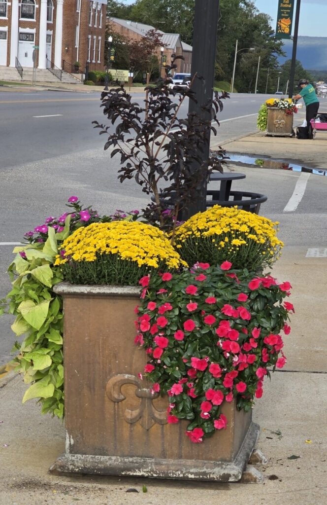 Fall in Full Bloom: Master Gardeners Bring Autumn Charm to Downtown Centre
