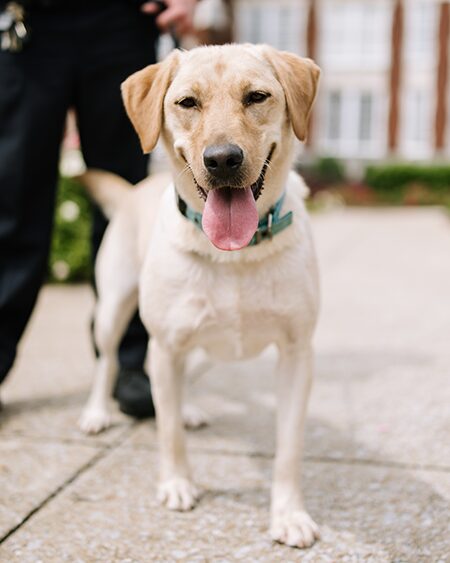 Jacksonville State University Police Department’s K9 Daphne to get donation of body armor