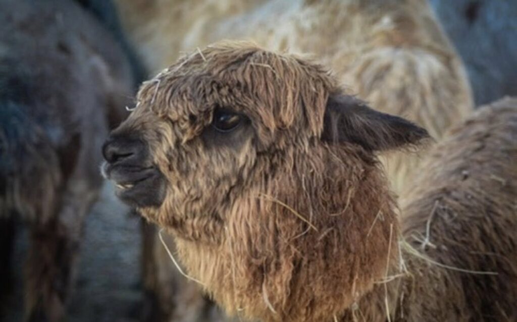 Beloved Alpaca Reported Missing from Anniston Farm Community Asked to Help Locate “Chappy”