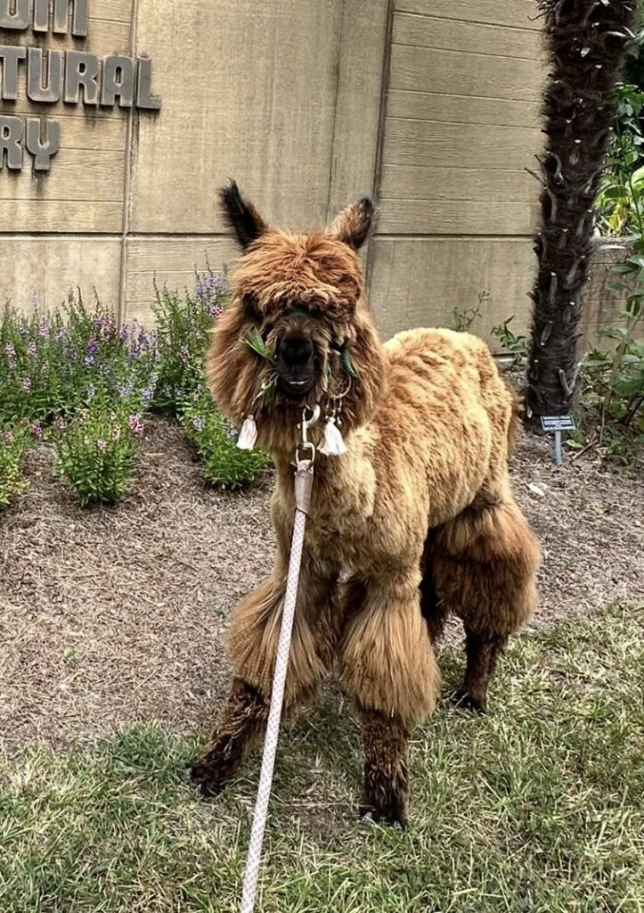 Beloved Alpaca Reported Missing from Anniston FarmCommunity Asked to Help Locate “Chappy”