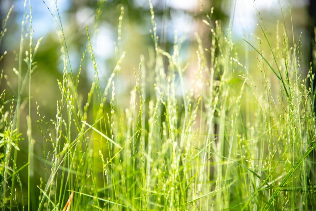 Rainbow City Reminds Property Owners of Nuisance Ordinance Requirements