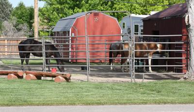 City of Centre Clarifies Rules for Keeping Livestock Within City Limits