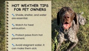 Cherokee County Sheriff's Office Shares Summer Safety Tips for Pets