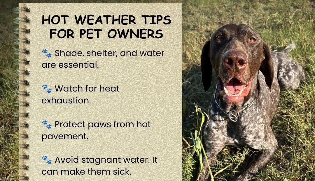 Cherokee County Sheriff's Office Shares Summer Safety Tips for Pets