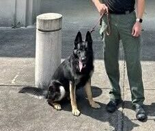Anniston Police Department Welcomes New K-9 Trooper to Force