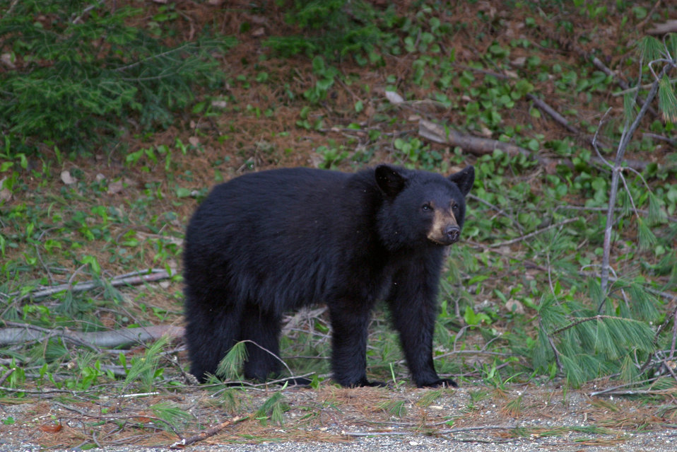 Alabama black bear encounter safety graphic advising people to back away slowly, stand tall, and leave the bear an exit.