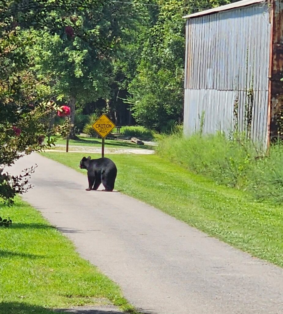 Black bear at Jacksonville State University following recent black bear sightings in Northeast Alabama