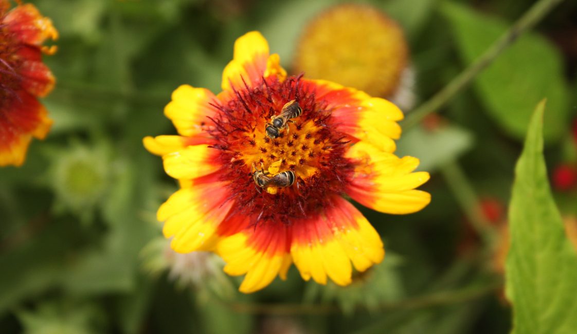 Great Southeast Pollinator Census in Alabama encourages residents to count bees, butterflies, and other pollinators Aug. 21 and 22.