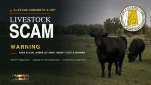 Alabama livestock scams warning graphic featuring black cattle, the ADAI seal, and subtle WEIS branding.