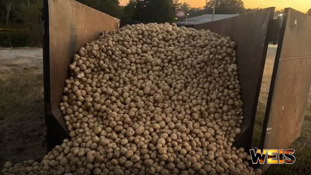 Pile of potatoes available for free pickup in Centre and Piedmont, with the WEIS logo at the bottom.